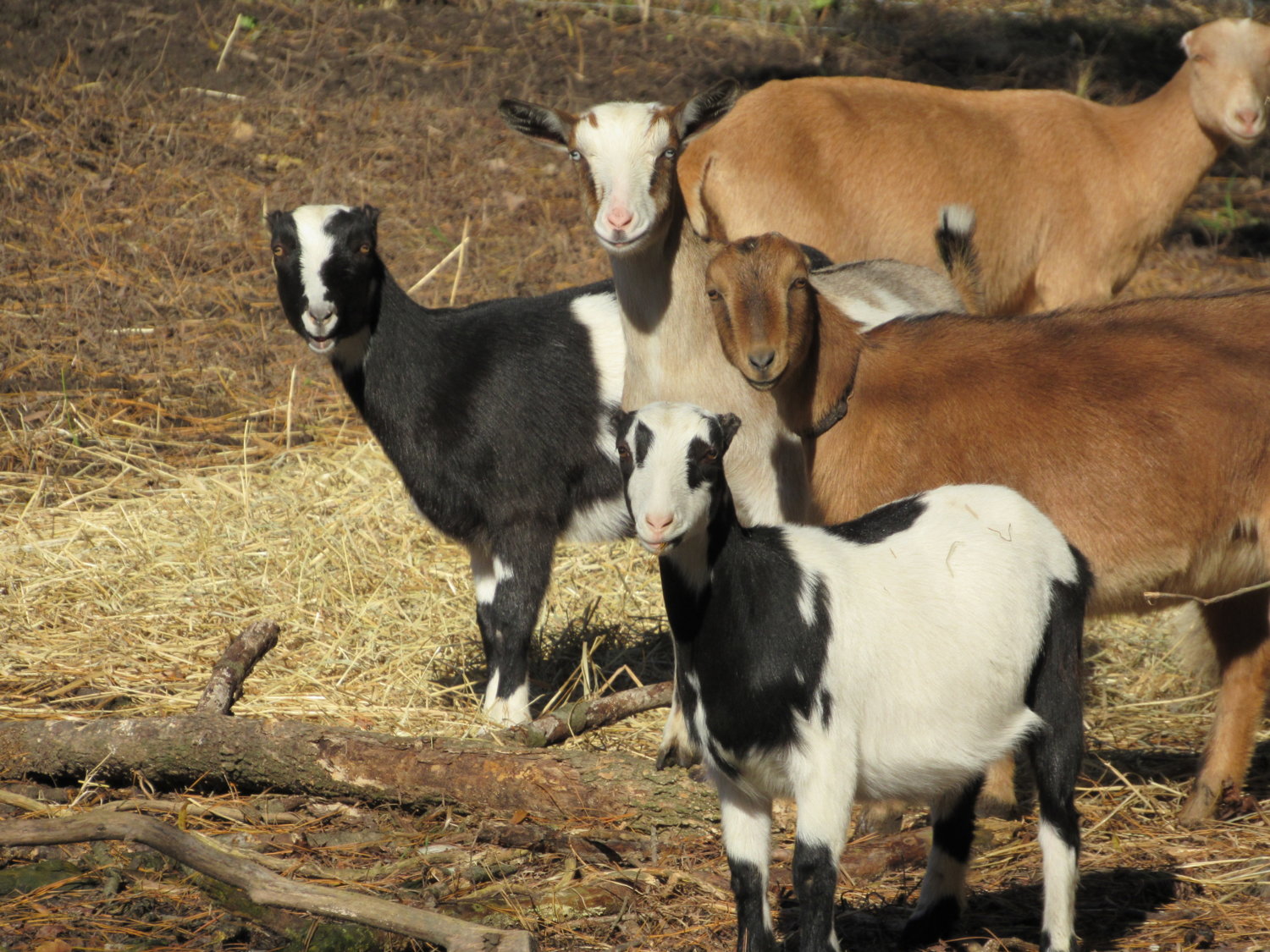 Wings & Caprines Miniature Lamancha Juniors.JPG