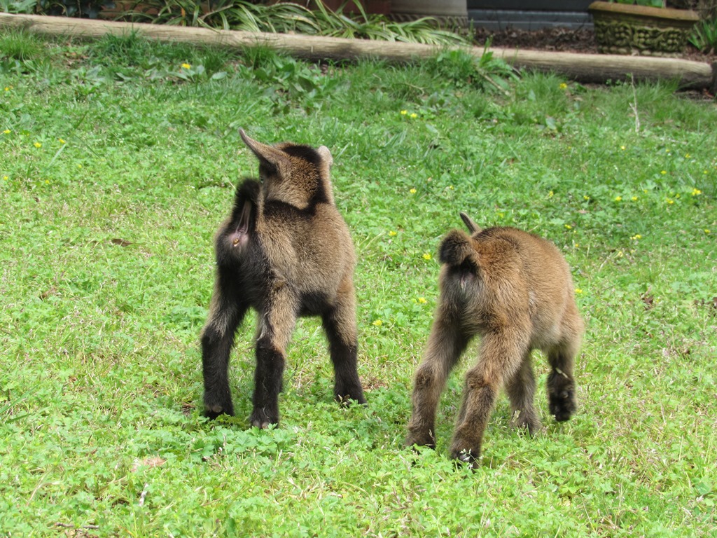 Wings & Caprines Nigerian Dwarf Kids DOB 4.5.2019 (10).JPG