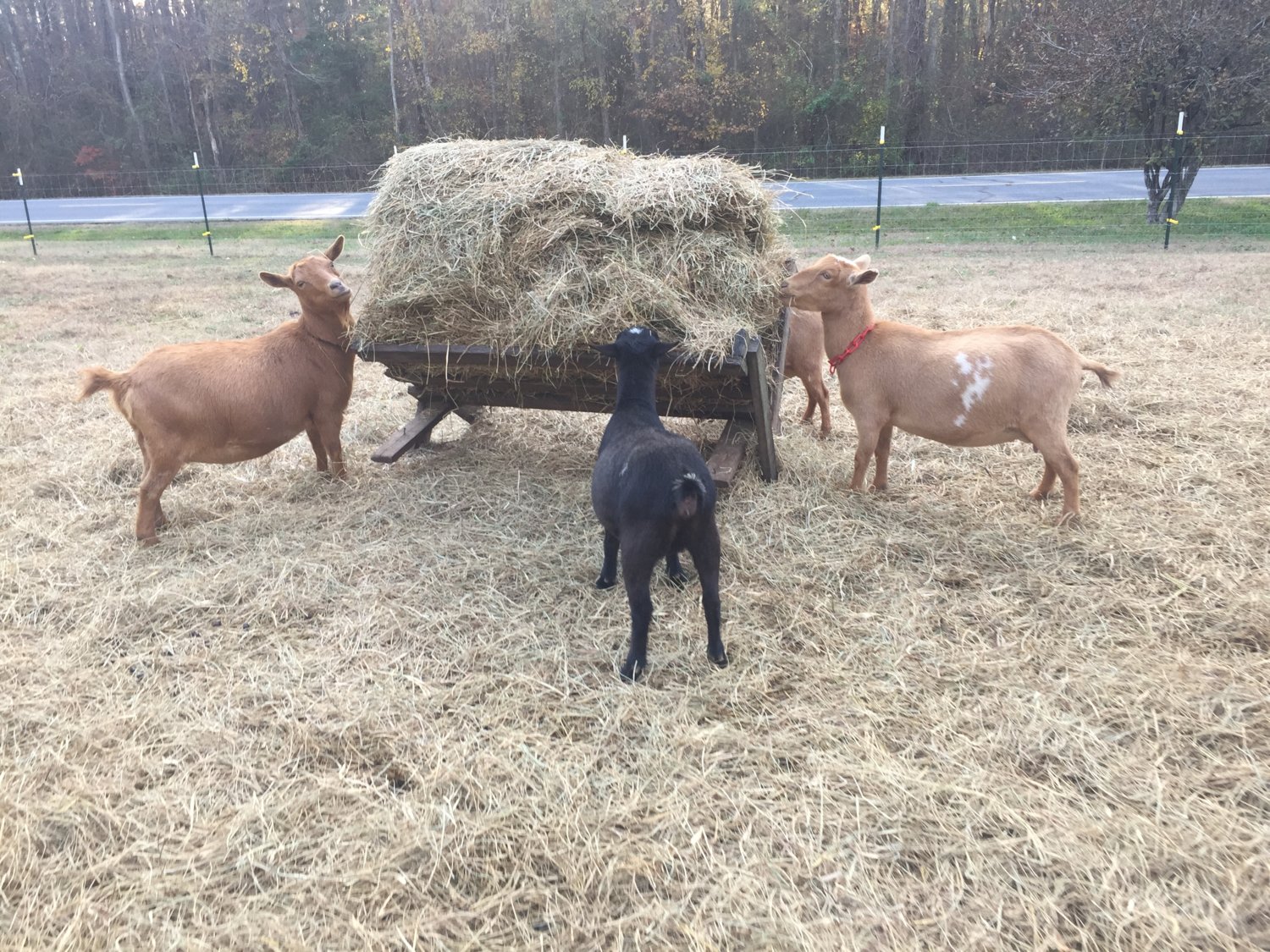 Wings & Caprines pregnant goats (8).JPG