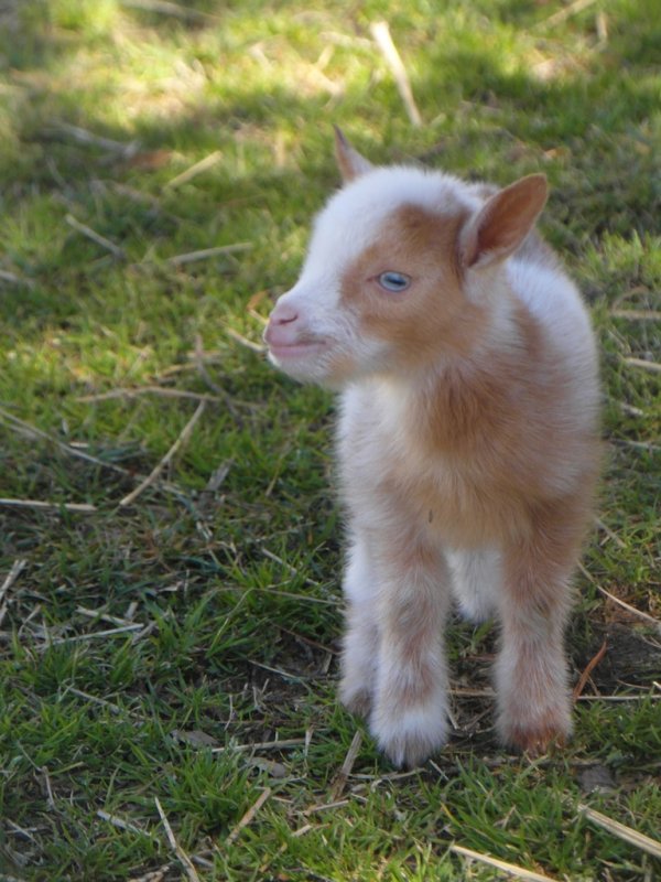 Wings & Caprines Registered Nigerian Dwarf        3-15  001 Bunny 3.JPG