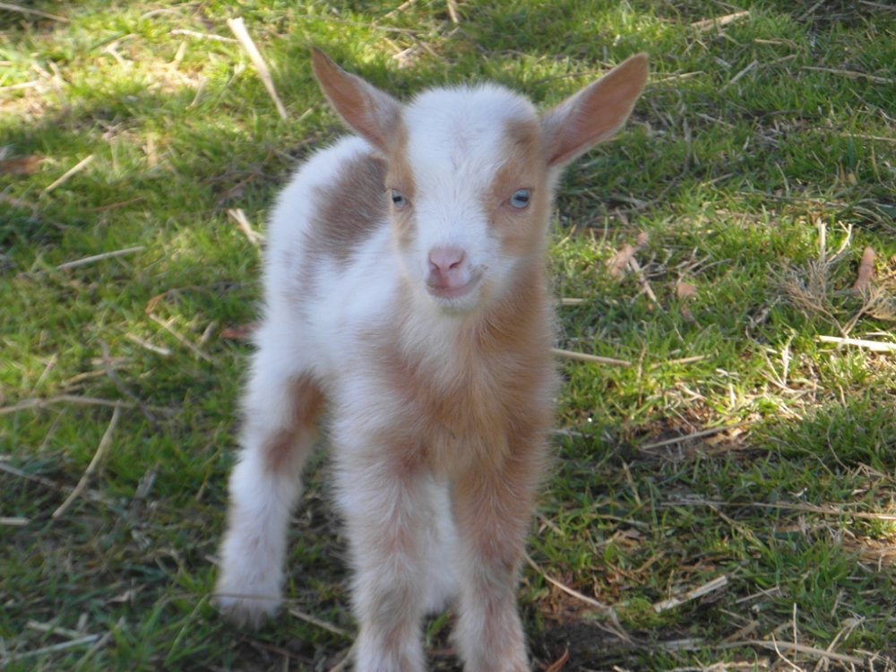 Wings & Caprines Registered Nigerian Dwarf        3-15  001 Bunny2.JPG