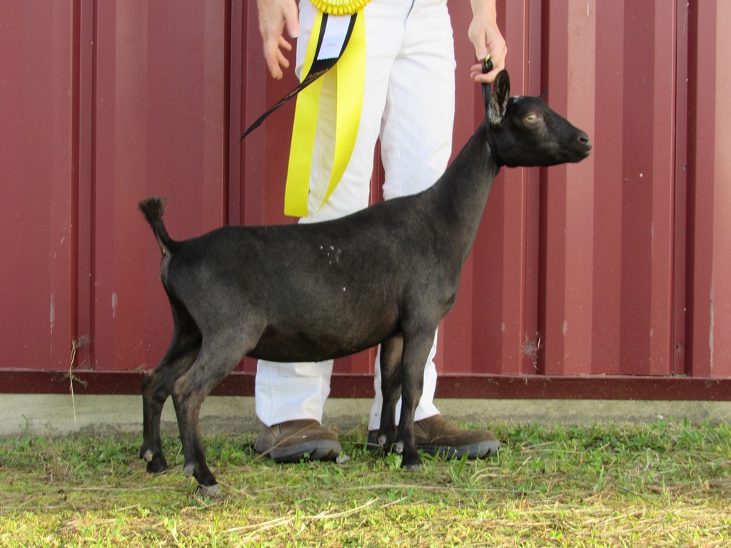 Wings & Caprines TTL Eclipse GCH Restricted Leg May 2018 NCDGBA.JPG