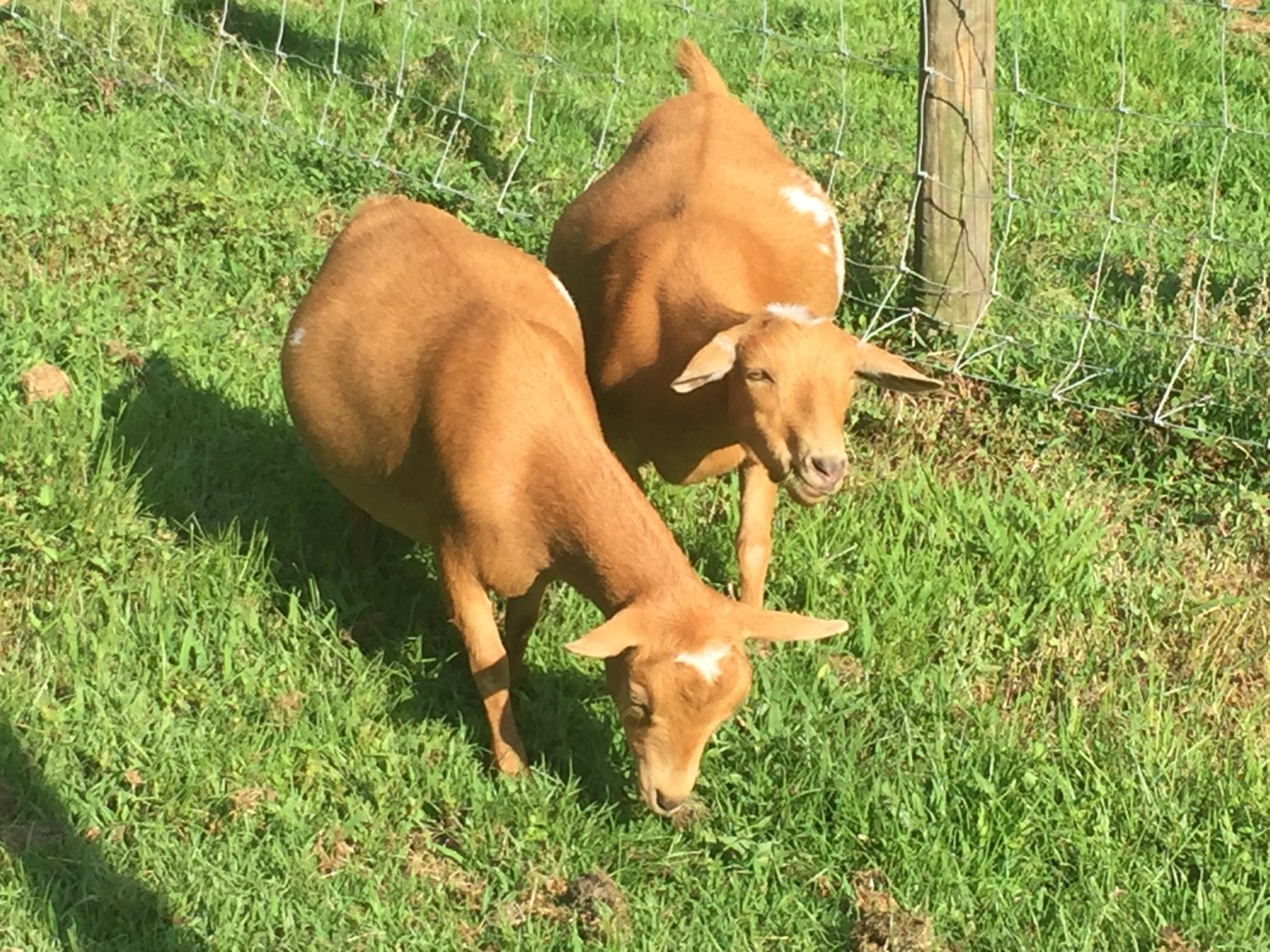 Wings & Caprines Twin sisters Carolina Girl & Clover pregnant together (5).JPG