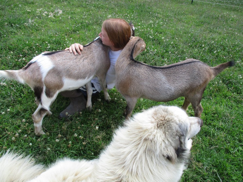 www.winginitfarms.com Lamanchas - Jane & Charlotte (2).JPG