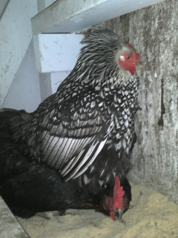 Wyandotte on black hen.jpg