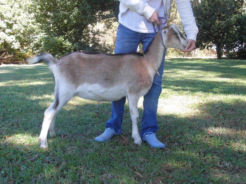 Zephyr as a baby - new goat (1).JPG