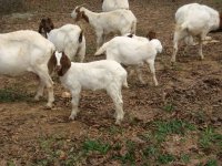 this n that farm GOAT pictures 005.jpg