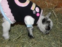 Little Bit of Baby Girl.JPG Little Bit of Baby Girl.JPG