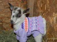 Little Byte in Purple.JPG Little Byte in Purple.JPG