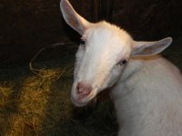 Gentle!.JPG Gentle!.JPG