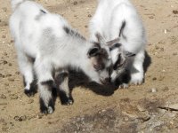 Little_Byte & Little Bit.JPG