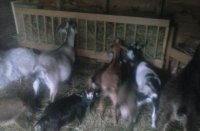 Just goats 009.jpg