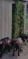 Wall of weeds-8-6-2015.jpg