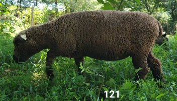 Screenshot_20230727_144749_Video Player.jpg Screenshot_20230727_144749_Video Player.jpg