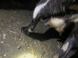 IMG_3238.jpeg