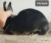 34918-f5e2fd251fe0b0b7b81baba3be6f48e0.jpg