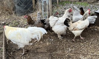 IMG_4746.jpeg