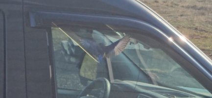 Screenshot_20240214_094611_Video Player.jpg Screenshot_20240214_094611_Video Player.jpg