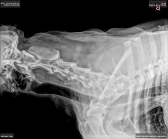 Harika xray 2.jpeg Harika xray 2.jpeg
