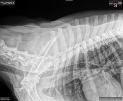 Harika xray 1.jpg Harika xray 1.jpg