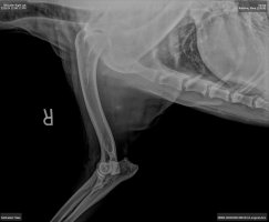 Harika xray 5.jpeg Harika xray 5.jpeg
