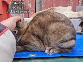 Screenshot_20240322_123230_Video Player.jpg