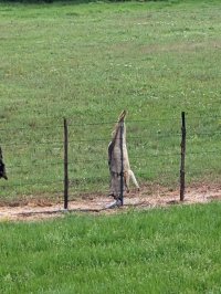 TX predator control 3.jpg