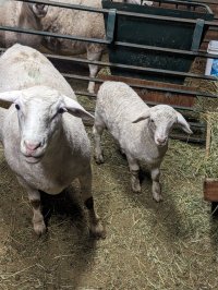 Yrlg ewe with purebred lamb.jpg