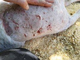 P_20240411_152452.jpg P_20240411_152452.jpg