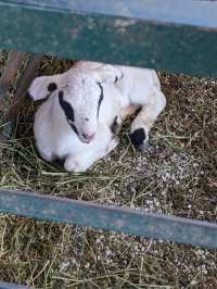 Bouncy lamb.jpg