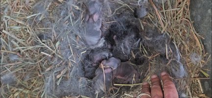 Screenshot_20240505_130327_Video Player.jpg Screenshot_20240505_130327_Video Player.jpg