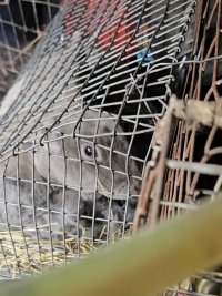 Screenshot_20240504_180940_Gallery.jpg Screenshot_20240504_180940_Gallery.jpg