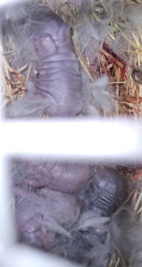 Screenshot_20240504_181309_Gallery.jpg Screenshot_20240504_181309_Gallery.jpg