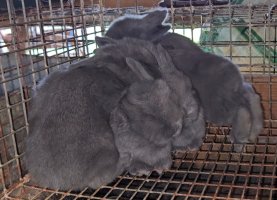 Screenshot_20240510_125320_Video Player.jpg Screenshot_20240510_125320_Video Player.jpg