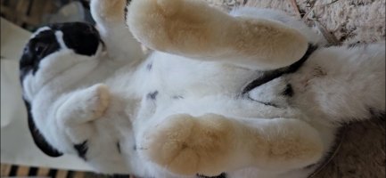 Screenshot_20240509_135439_Video Player.jpg Screenshot_20240509_135439_Video Player.jpg