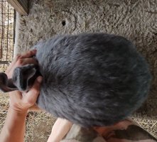 Screenshot_20240519_174414_Gallery.jpg Screenshot_20240519_174414_Gallery.jpg