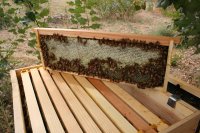 Honey crop 9-22-15 #1.JPG