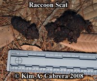 raccoonscat81208.jpg