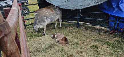 20241105_164735.jpg 20241105_164735.jpg