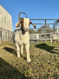IMG_3035.jpeg