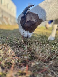 IMG_3042.jpeg