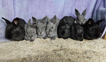 20250119_124428(0).jpg 20250119_124428(0).jpg