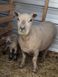 IMG_0530.jpeg