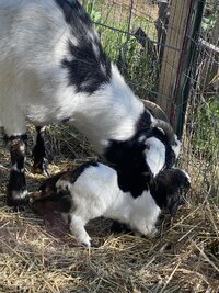 IMG_6523.jpeg