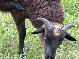 IMG_7833.jpeg