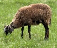 IMG_7882.jpeg