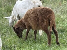 IMG_7854.jpeg