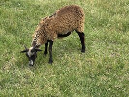 IMG_7919.jpeg