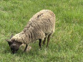 IMG_7924.jpeg