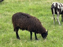 IMG_7923.jpeg